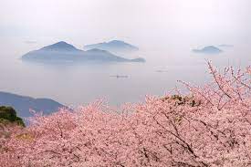 48位：紫雲出山の桜/香川県