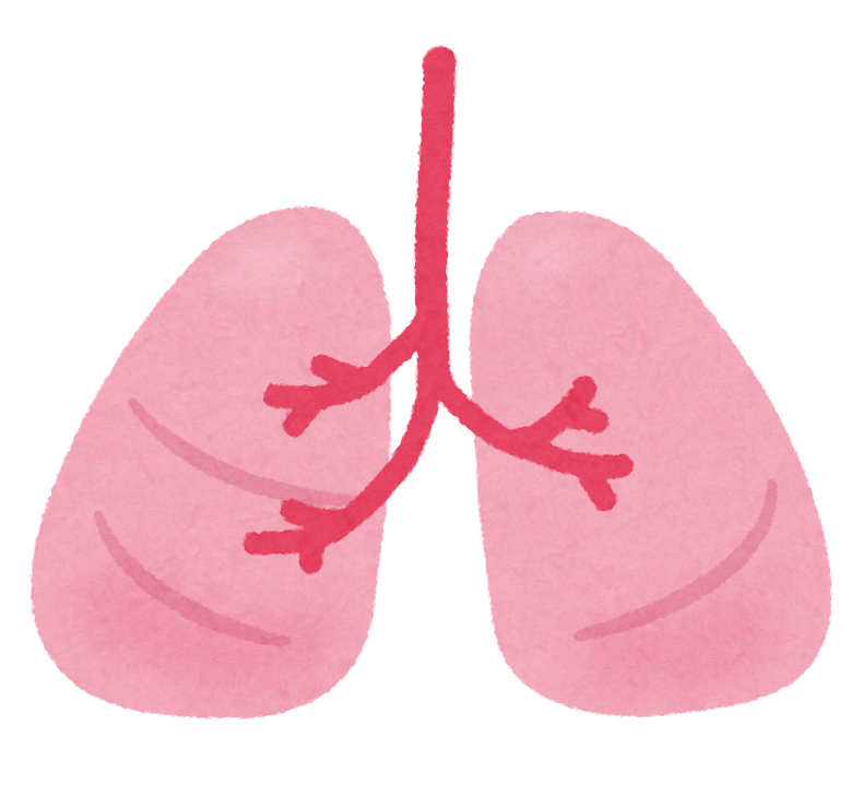呼吸を司る非常に重要な器官