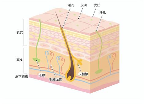 最強かつ最大の臓器