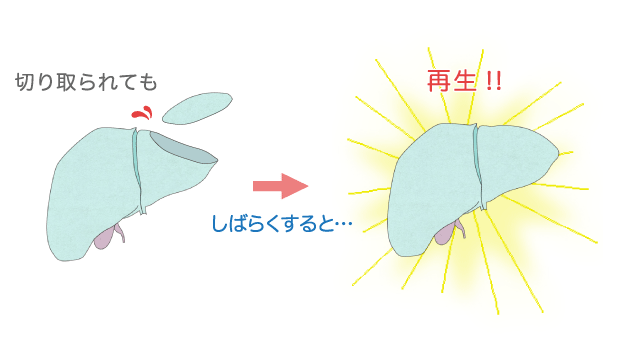 壊れても再生する力が強い