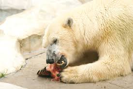 「地上最大の肉食獣」