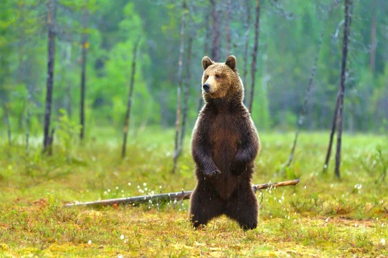 ホッキョクグマにつぐ巨大な肉食動物