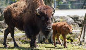 ウシ目ウシ科に属する大型の動物