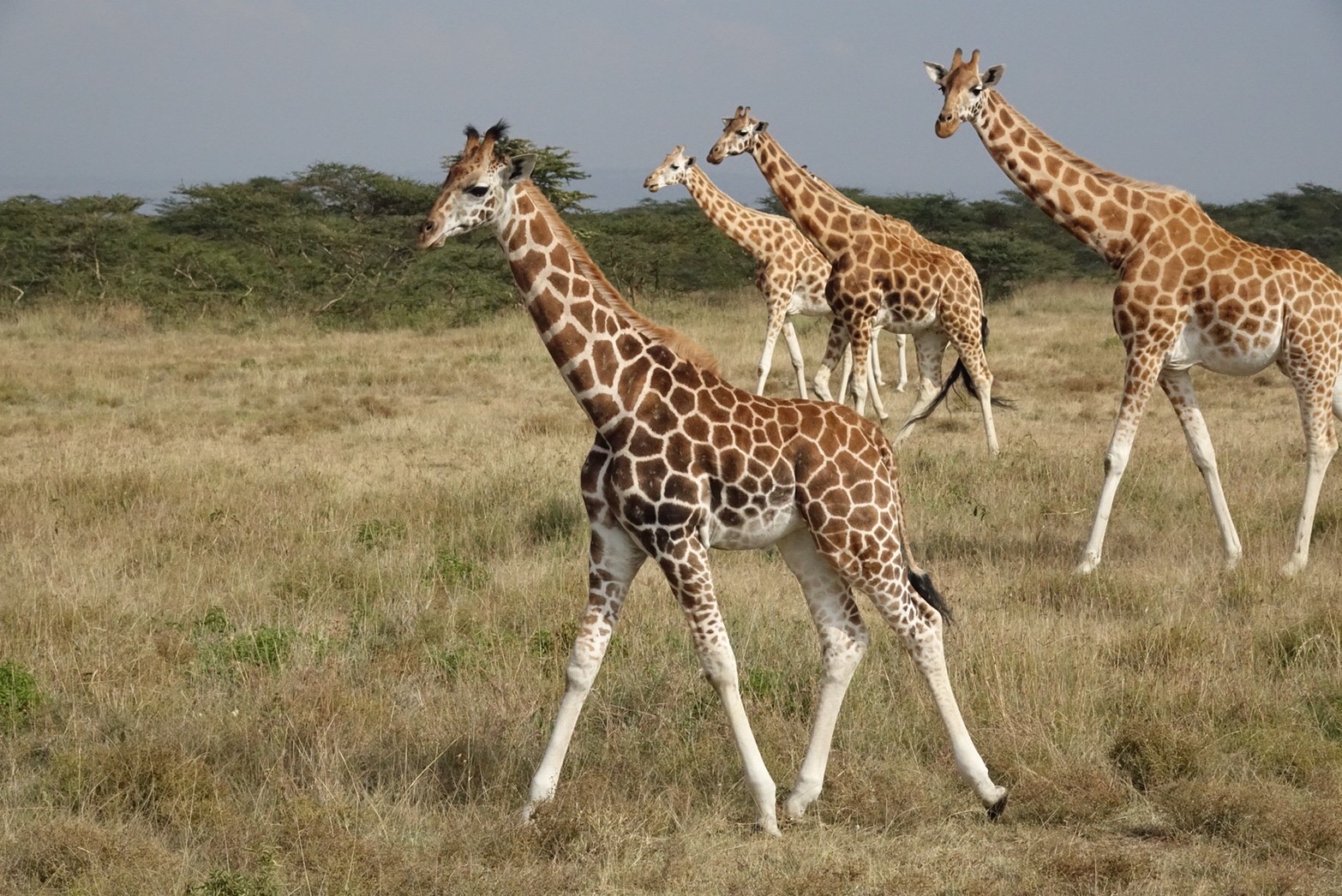 世界で最も背の高い動物